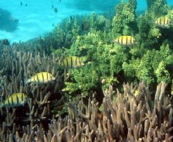 Convict Surgeonfish in formation, Ningaloo Reef. by Penny Murphy 